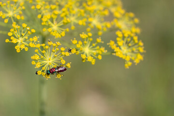 A foraging insect on dill flowers with a blurred green background.
