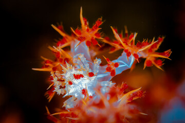 Candy Crab Camouflaged on Soft Coral