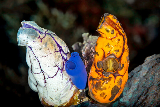 Colorful Sea Squirts on Coral Reef