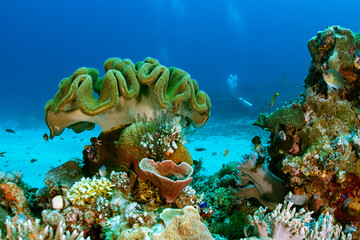 Toadstool Leather Coral Sarcophyton glaucum on Vibrant Reef
