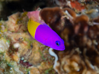 Royal Dottyback Swimming Over Coral Reef