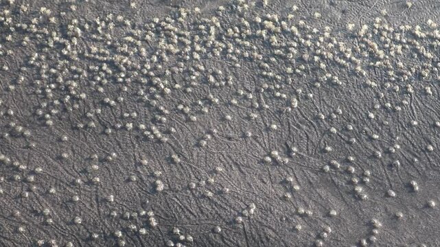 Atlantic ghost crab (Ocypode quadrata) on the sand. Atlantic ghost crab colony (Ocypode quadrata)