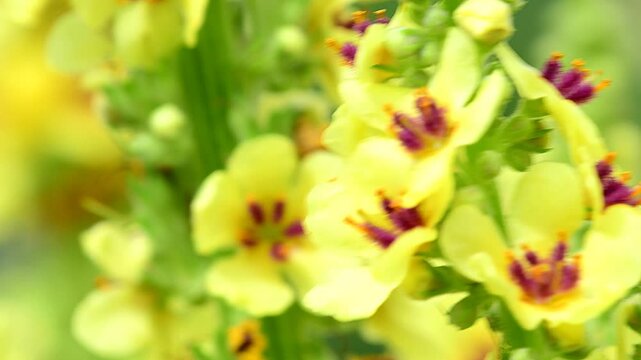 black mullein with flowers in summer in a garden in Germany