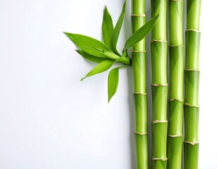 Fresh bamboo stalks and leaves on white (1)