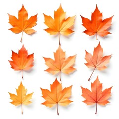 Beautiful Orange Autumn Leaves Collection Arranged on White Background Display. Stunning collection of vibrant orange fall leaves showcasing various shapes including maple elm and compound leaves.
