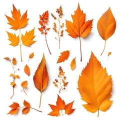 Obraz premium Beautiful Orange Autumn Leaves Collection Arranged on White Background Display. Stunning collection of vibrant orange fall leaves showcasing various shapes including maple elm and compound leaves.