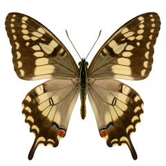 Fototapeta premium Close-up of a butterfly (10)
