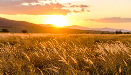 Golden field sunset landscape mountain