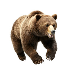 Fototapeta premium Majestic Brown Bear Walking Wild Animal Nature