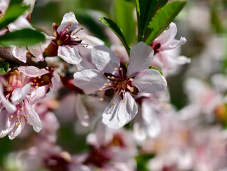 Close-up photo of pink almond flowers in spring season.