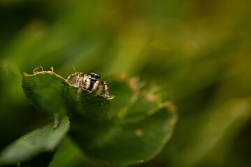 A tiny jumping spider sits on a blade of grass, surrounded by vibrant green vegetation.