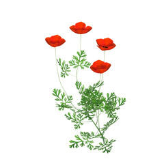 A California poppy plant, Eschscholzia californica, with four red flowers. 3D illustration on transparent background. 