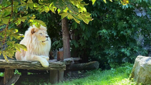 Majestic white lion relaxes in the sun. A white lion leisurely rests on a wooden platform surrounded by lush green foliage during a bright sunny day.