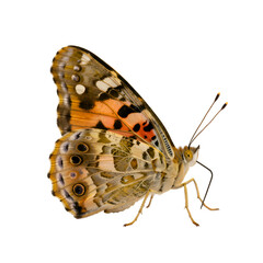 Fototapeta premium Close-up of a Painted Lady butterfly (1)