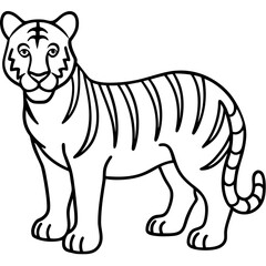 Roaring Grace White Tiger Full Body Line Drawing