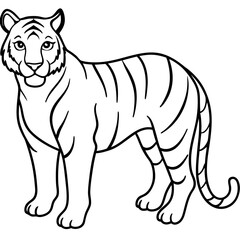 Roaring Grace White Tiger Full Body Line Drawing