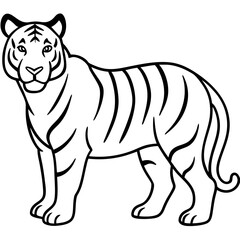 Roaring Grace White Tiger Full Body Line Drawing