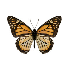 Close-up of monarch butterfly