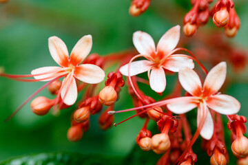Closeup of Pagoda Flower Clerodendrum paniculatum tropical flowers with soft peach petals and red...