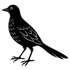 crow on a white background