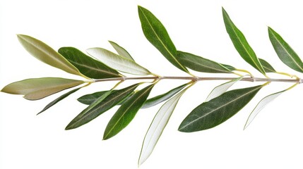 Fresh Olive Branch Isolated on White Background with Green Leaves and Natural Twigs
