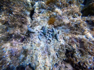 Urlaub, Kroatien, Insel, Krk