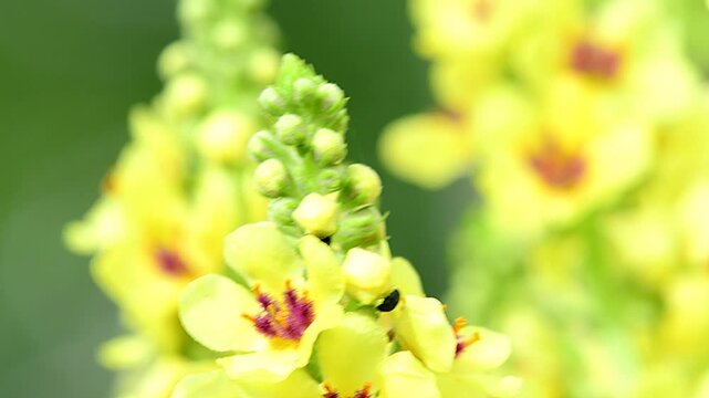 black mullein with flowers in summer in a garden in Germany