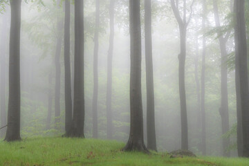 Nebel im Buchenwald im Isergebirge 5