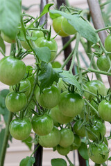 Mini-Tomato growing up / 真夏の家庭菜園で育てる夏野菜，ミニトマトの実(プチトマト) - 生育途中