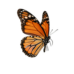 Fototapeta premium Monarch butterfly in flight (4)