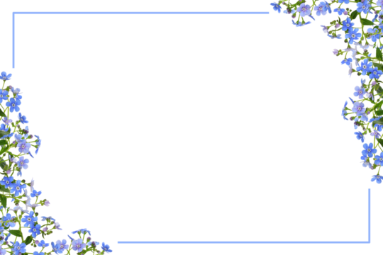 rig of blue forget-me-not (brunnera) flowers in a corner floral arrangements and a frame isolated on white or transparent background