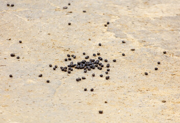 A pile of black dog poop on the ground