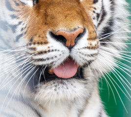 A tiger's mouth is open and its tongue is hanging out