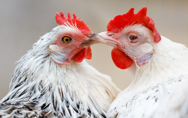 Two chickens are laying their heads on each other's necks