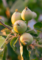 A bunch of green apples hanging from a tree
