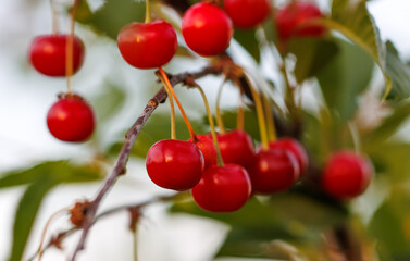 A bunch of red cherries hanging from a tree branch