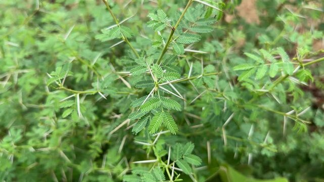 closeup shot of a babool (or acacia) with small, feathery, compound leaves and thorns , Vachellia nilotica, more commonly known as Acacia nilotica, and by the vernacular names of gum arabic tree,