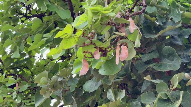 camera circling around the palash tree showing the fruit it produces a fruit that is a pod, typically 15-20 cm long and 4-5 cm broad. These pods are flat and oblong