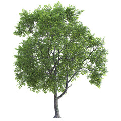 One single american elm tree, Ulmus americana, with green foliage on isolated background. 3D illustration. 