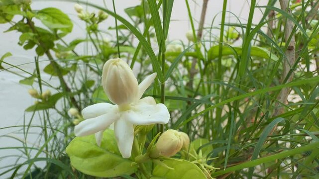 closeup of mogra flower blooming in the garden