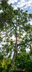 tree in the forest