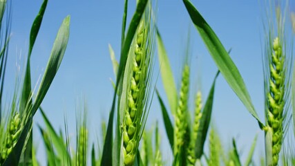 Tall green rye plants gently moving under breeze, filmed with close macro angle