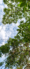 green leaves against blue sky