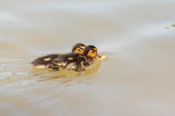 duck with ducklings in the water