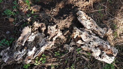 the texture of wood that has been weathered and destroyed