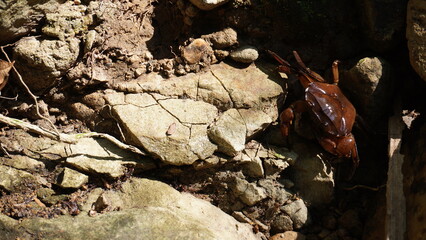 river crab climbs rocks with its claws