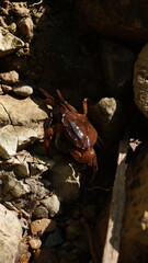 river crab climbs rocks with its claws