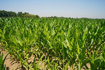A large field of ripening corn. Summer.