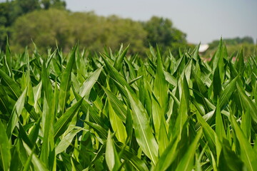 A large field of ripening corn. Summer.