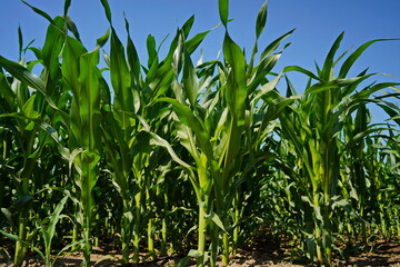 A large field of ripening corn. Summer.